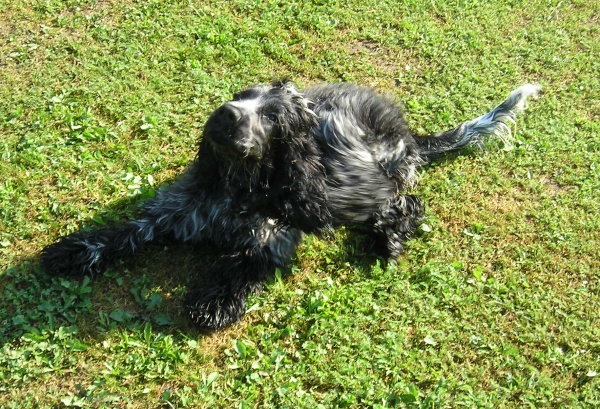 Berry 16.7.2010 (3).jpg